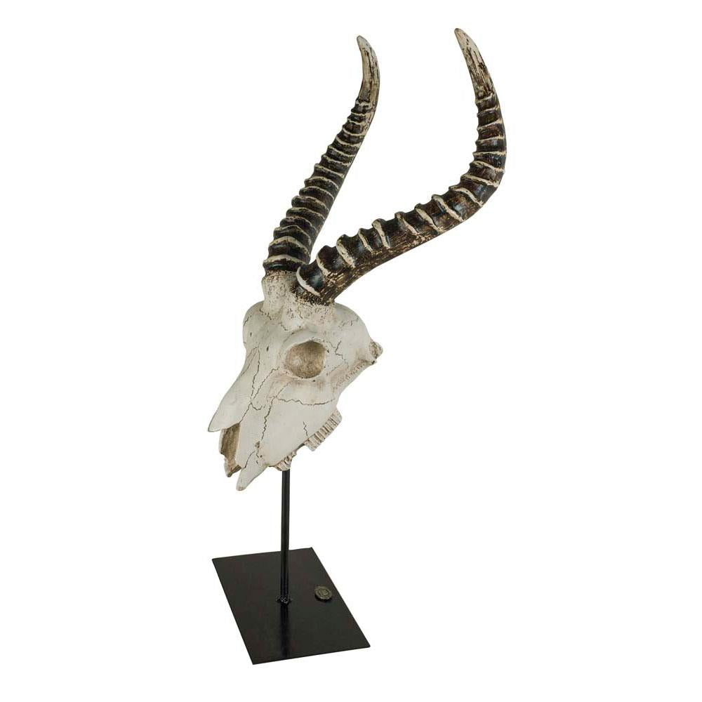 Antelope Skull by Authentic Models